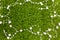 Texture artificial green grass lawn and pearl beads