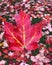 Texture of autumn leaves in vibrant colors of yellow and red typical of nature