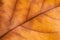 Texture of Autumn mapple Leaf Close Up