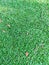 Texture backgroud grass green garden