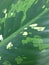 texture backgroud leaf