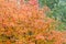 Texture, background. Autumn leaves of rowan tree. a mountain ash
