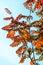 Texture, background. Autumn leaves of rowan tree. a mountain ash