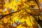 Texture, background. Autumn leaves of rowan tree. a mountain ash