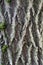 Texture and background of brown bark. Trunk Willow tree