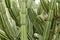 Texture and background of Cardon cactus