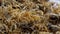 Texture background of dried flowers calendula