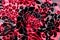Texture, background, fabric velvet. Of red color