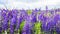 Texture background field of lupine blooming