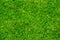 Texture background of green lawn grass