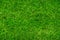 Texture background of green lawn grass