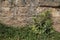 Texture background of old natural stone brick wall in yellow with joint, rough surface and green plant