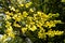 Texture, background, pattern. Autumn leaves of lindens are yellow on a tree. Photographed in counter light. linden, lime, fake, c