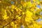 Texture, background, pattern. Autumn leaves of lindens are yellow on a tree. Photographed in counter light. linden, lime, fake, c