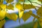 Texture, background, pattern. Autumn leaves of lindens are yellow on a tree. Photographed in counter light. linden, lime, fake, c