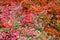Texture, background, pattern. Bush barberry in autumn, bright co