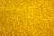 Texture, background, pattern. Cloth velvet yellow. This gorgeous