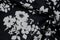 Texture background pattern. Fabric cotton black in white tones.