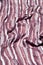 Texture, background, pattern. Female striped scarf, cloth stripe