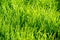 Texture, background, pattern. Lawn is green overgrown waiting for a haircut with a big grass.