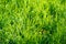Texture, background, pattern. Lawn is green overgrown waiting for a haircut with a big grass.