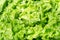 Texture and background of spring green lettuce leaves