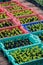 A texture or background sprout of a Celosia argentea L or Cockcomb in a colorful plastic basket.