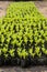 A texture or background sprout of a Celosia argentea L or Cockcomb in a plastic pack on the floor.