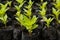 A texture or background sprout of a Celosia argentea L or Cockcomb in a plastic pack on the floor.