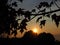 Texture background of the sunset , landscape and view of maple tree and leafs