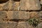 Texture background of weathered old natural hard stone brick wall in yellow with joint, rough surface and green plant