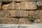 Texture background of weathered old natural stone brick wall in yellow with joint, rough surface and green plant