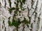 Texture, background. White wood, white wood. Moss on the tree.