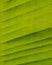 Texture banana leaf