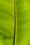 Texture of banana leaf in vertical direction for background