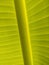 texture, banana stems and leaves, light green, against the sun. During the day