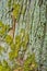 Texture of bark of ancient mighty oak tree trunk with moss and lichen