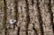 texture bark brown forest tree trunk moss lichen