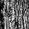 Texture Bark. Nature black-white stylish background. Vector illustration. three colors.