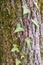 The texture of the bark of an old tree covered with moss, lichen and ivy