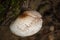 Texture of bark with pair of tree mushrooms