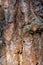 The texture of the bark pine closeup, sunlight