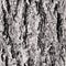 Texture bark shape with seamless background.