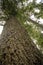 Texture of the bark of the trunk of an ancient tree.