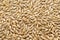 Texture Barley