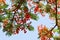 Texture of a beautiful Delonix plant tree with red unusual flowers with petals and fresh green leaves in Egypt in the background