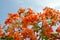 Texture of a beautiful Delonix plant tree with red unusual flowers with petals and fresh green leaves in Egypt in the background