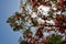 Texture of a beautiful Delonix plant tree with red unusual flowers with petals and fresh green leaves in Egypt in the background