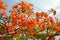 Texture of a beautiful Delonix plant tree with red unusual flowers with petals and fresh green leaves in Egypt in the background