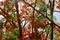 Texture of a beautiful Delonix plant tree with red unusual flowers with petals and fresh green leaves in Egypt in the background